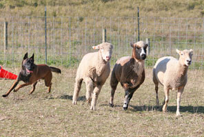 Link fetches the sheep